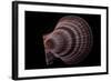 Chlamys Islandicus-Paul Starosta-Framed Photographic Print