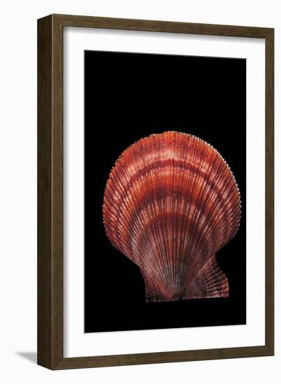 Chlamys Islandicus-Paul Starosta-Framed Photographic Print