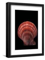 Chlamys Islandicus-Paul Starosta-Framed Photographic Print