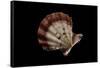 Chlamys Rastellum-Paul Starosta-Framed Stretched Canvas