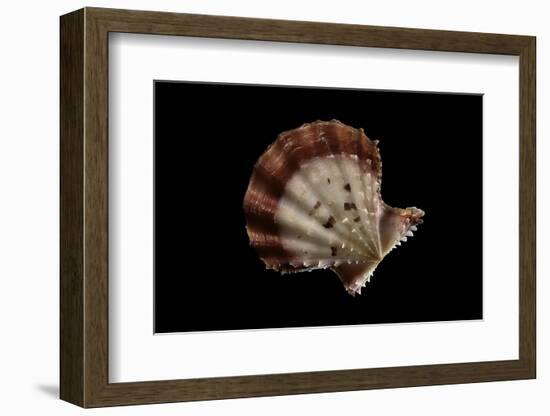 Chlamys Rastellum-Paul Starosta-Framed Photographic Print