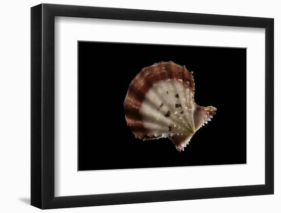 Chlamys Rastellum-Paul Starosta-Framed Photographic Print