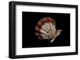 Chlamys Rastellum-Paul Starosta-Framed Photographic Print