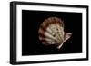 Chlamys Rastellum-Paul Starosta-Framed Photographic Print