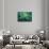 chlorophill-Viviane Fedieu Danielle-Photographic Print displayed on a wall