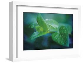 chlorophill-Viviane Fedieu Danielle-Framed Photographic Print