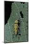 Chlorophorus Glaucus (Longhorn Beetle)-Paul Starosta-Mounted Photographic Print