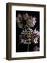 Chlorophorus Varius (Longhorn Beetle)-Paul Starosta-Framed Photographic Print