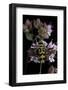 Chlorophorus Varius (Longhorn Beetle)-Paul Starosta-Framed Photographic Print