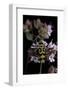 Chlorophorus Varius (Longhorn Beetle)-Paul Starosta-Framed Photographic Print