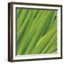 Chlorophyll-Gaetan Caron-Framed Giclee Print