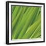 Chlorophyll-Gaetan Caron-Framed Giclee Print