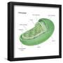 Chloroplast, Cellular Organelle, Plants, Cell Biology-Encyclopaedia Britannica-Framed Poster