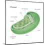 Chloroplast, Cellular Organelle, Plants, Cell Biology-Encyclopaedia Britannica-Mounted Poster