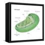 Chloroplast, Cellular Organelle, Plants, Cell Biology-Encyclopaedia Britannica-Framed Stretched Canvas