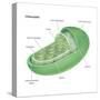 Chloroplast, Cellular Organelle, Plants, Cell Biology-Encyclopaedia Britannica-Stretched Canvas