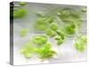 Chloroplasts, Light Micrograph-Robert Markus-Stretched Canvas