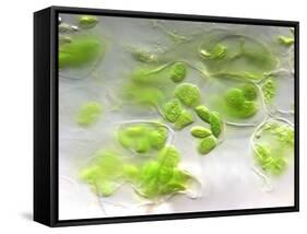 Chloroplasts, Light Micrograph-Robert Markus-Framed Stretched Canvas