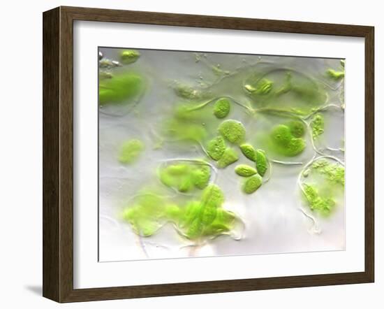 Chloroplasts, Light Micrograph-Robert Markus-Framed Photographic Print