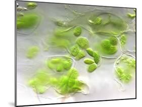 Chloroplasts, Light Micrograph-Robert Markus-Mounted Photographic Print