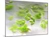 Chloroplasts, Light Micrograph-Robert Markus-Mounted Photographic Print