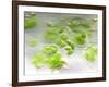 Chloroplasts, Light Micrograph-Robert Markus-Framed Photographic Print