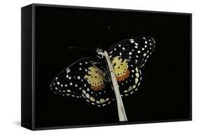 Chlosyne Janais (Janais Patch Butterfly, Crimson Patch)-Paul Starosta-Framed Stretched Canvas