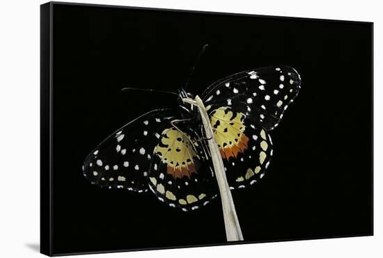 Chlosyne Janais (Janais Patch Butterfly, Crimson Patch)-Paul Starosta-Framed Stretched Canvas