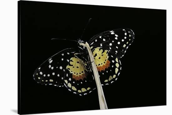 Chlosyne Janais (Janais Patch Butterfly, Crimson Patch)-Paul Starosta-Stretched Canvas