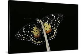 Chlosyne Janais (Janais Patch Butterfly, Crimson Patch)-Paul Starosta-Stretched Canvas