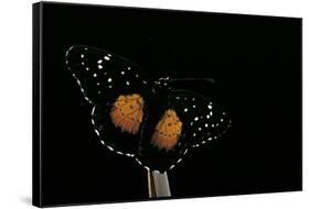 Chlosyne Janais (Janais Patch Butterfly, Crimson Patch)-Paul Starosta-Framed Stretched Canvas