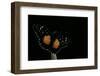 Chlosyne Janais (Janais Patch Butterfly, Crimson Patch)-Paul Starosta-Framed Photographic Print