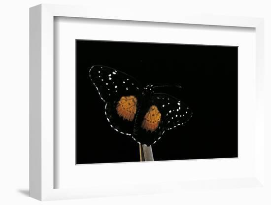 Chlosyne Janais (Janais Patch Butterfly, Crimson Patch)-Paul Starosta-Framed Photographic Print