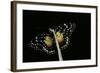 Chlosyne Janais (Janais Patch Butterfly, Crimson Patch)-Paul Starosta-Framed Photographic Print