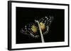 Chlosyne Janais (Janais Patch Butterfly, Crimson Patch)-Paul Starosta-Framed Photographic Print