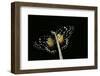 Chlosyne Janais (Janais Patch Butterfly, Crimson Patch)-Paul Starosta-Framed Photographic Print