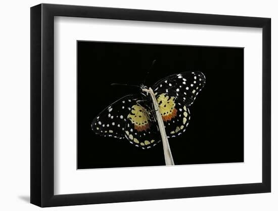 Chlosyne Janais (Janais Patch Butterfly, Crimson Patch)-Paul Starosta-Framed Photographic Print