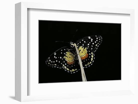 Chlosyne Janais (Janais Patch Butterfly, Crimson Patch)-Paul Starosta-Framed Photographic Print