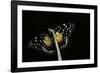 Chlosyne Janais (Janais Patch Butterfly, Crimson Patch)-Paul Starosta-Framed Photographic Print