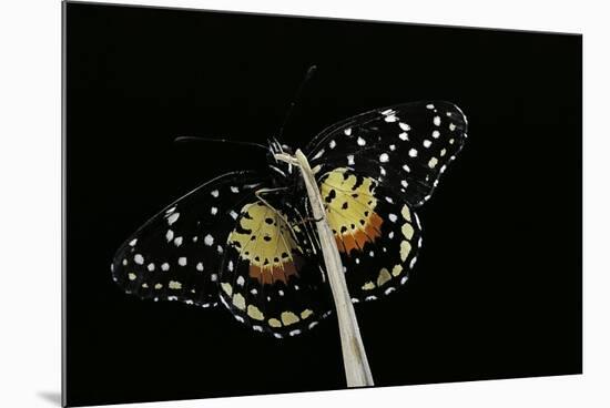 Chlosyne Janais (Janais Patch Butterfly, Crimson Patch)-Paul Starosta-Mounted Photographic Print