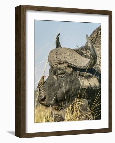 Chobe River, Botswana, Africa. A Cape Buffalo endures the presence of a Red-billed Oxpecker.-Karen Ann Sullivan-Framed Photographic Print
