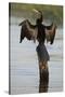 Chobe River, Botswana. Africa. African Darter dries its wings on a tree stump over the Chobe River.-Karen Ann Sullivan-Stretched Canvas