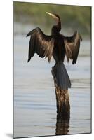 Chobe River, Botswana. Africa. African Darter dries its wings on a tree stump over the Chobe River.-Karen Ann Sullivan-Mounted Photographic Print
