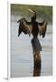 Chobe River, Botswana. Africa. African Darter dries its wings on a tree stump over the Chobe River.-Karen Ann Sullivan-Framed Photographic Print