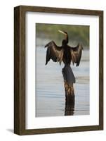 Chobe River, Botswana. Africa. African Darter dries its wings on a tree stump over the Chobe River.-Karen Ann Sullivan-Framed Photographic Print