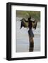 Chobe River, Botswana. Africa. African Darter dries its wings on a tree stump over the Chobe River.-Karen Ann Sullivan-Framed Photographic Print