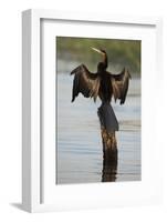 Chobe River, Botswana. Africa. African Darter dries its wings on a tree stump over the Chobe River.-Karen Ann Sullivan-Framed Photographic Print