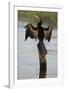 Chobe River, Botswana. Africa. African Darter dries its wings on a tree stump over the Chobe River.-Karen Ann Sullivan-Framed Photographic Print