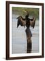 Chobe River, Botswana. Africa. African Darter dries its wings on a tree stump over the Chobe River.-Karen Ann Sullivan-Framed Photographic Print