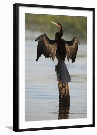 Chobe River, Botswana. Africa. African Darter dries its wings on a tree stump over the Chobe River.-Karen Ann Sullivan-Framed Photographic Print